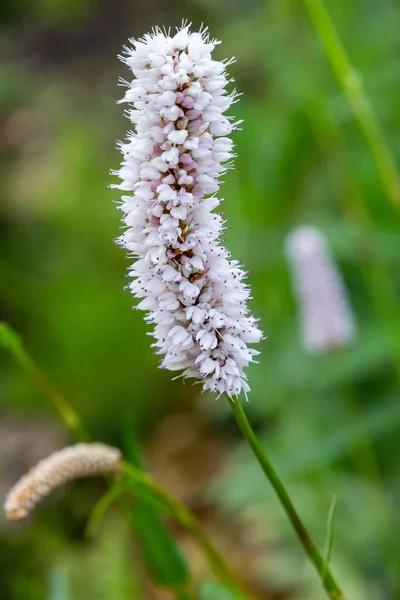 Polygonum Offine Trädgården Blommor Polygonum Avbot Medicinal Växter Trädgården — Stockfoto