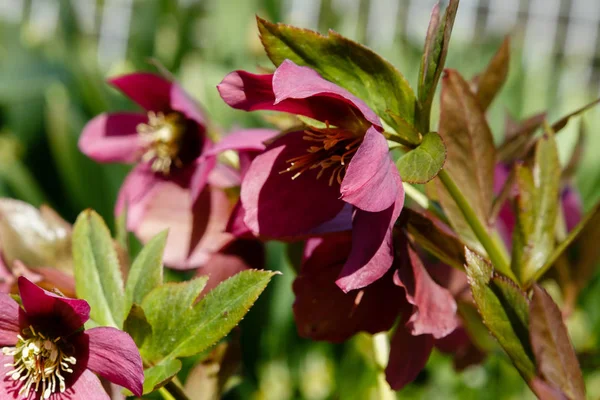 Lenten Rose Helleborus Caucasicus Garden Helleborus Abchasicus Braun Spring Garden — Stock Photo, Image