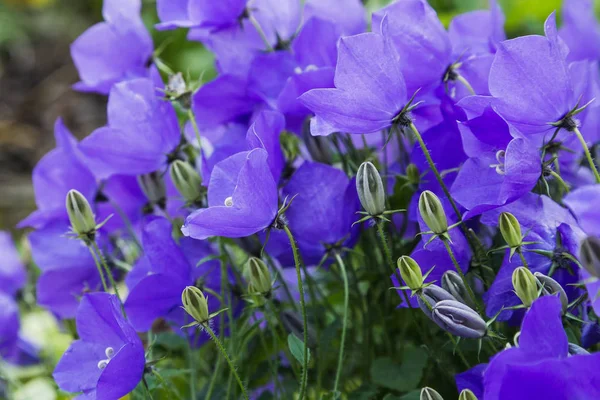 Campanula Patula Una Especie Planta Fanerógama Perteneciente Género Campanula Esta —  Fotos de Stock