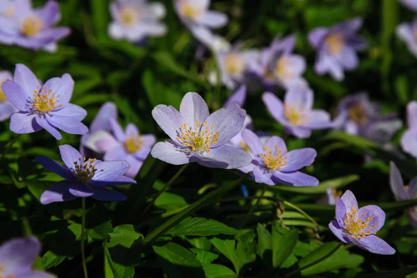 Japoński Anemone Kwiaty Ogrodzie Kwitnące Japońskie Anemones — Zdjęcie stockowe