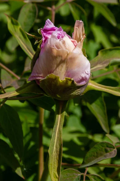 Peônias Floridas Jardim — Fotografia de Stock