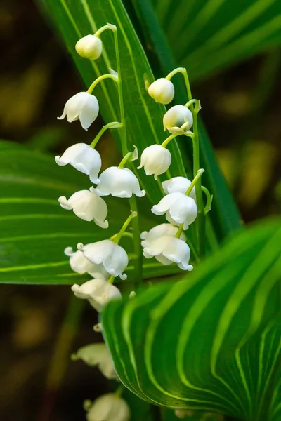 Flowers Convallaria Natural Background — Stock Photo, Image