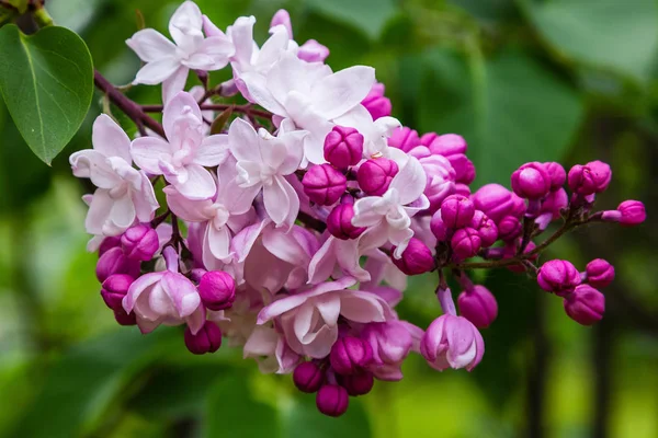 Blooming Lilac Syringa Garden Beautiful Purple Lilac Flowers Natural Background — Stock Photo, Image