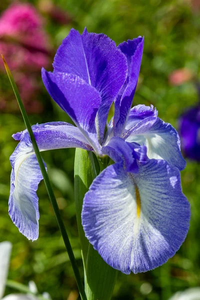 Xiphium Zomertuin Xiphium Een Overblijvende Bolvormige Plant — Stockfoto