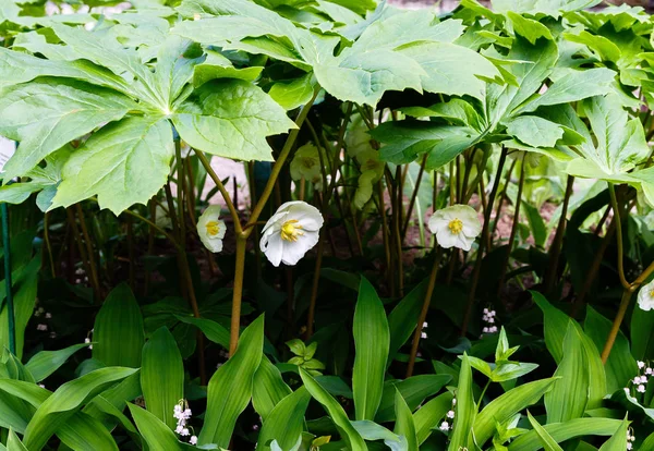 Fleurs Éponge Podophyllum Peltatum Dans Jardin Plante Médicinale Herbacée Vivace — Photo
