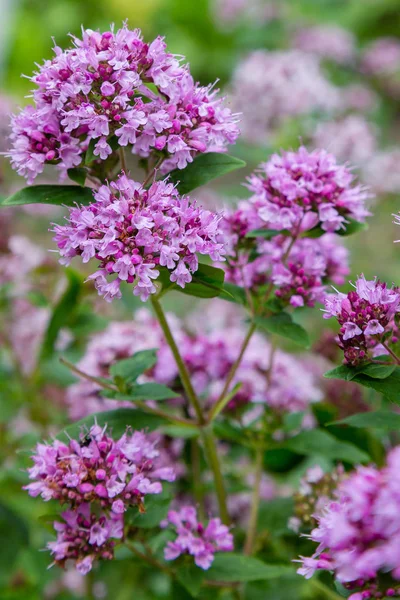 Origanum (kekik) bahçede vulgare. Doğal arka planda origanum vulgare çiçekleri