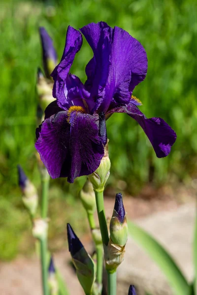 Xiphium Zomertuin Xiphium Een Meerjarige Bolvormige Plant — Stockfoto