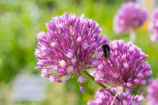 Allium Rotundum Trädgården Växande Uppsvällda Växter Trädgården Honungsväxter Trädgården — Stockfoto