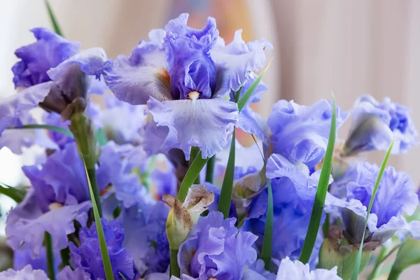 Xiphium Zomertuin Xiphium Een Meerjarige Bolvormige Plant — Stockfoto