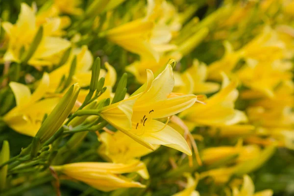 Ανθισμένη Ντακρίνα Στον Κήπο Άνθιση Του Hemerocallis Στον Καλοκαιρινό Κήπο — Φωτογραφία Αρχείου