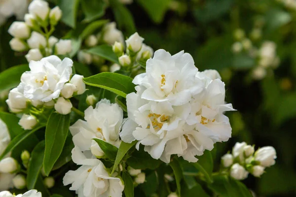 Philadelphus'un beyaz çiçekleri. Philadelphus bahçede süs çiçekli çalılar olduğunu