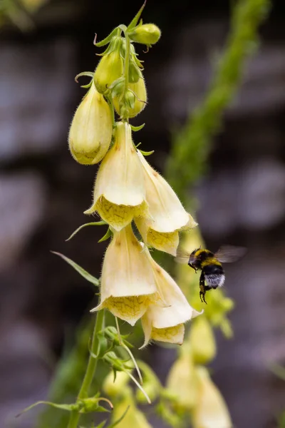 Blomma Digitalis Purpera Foxhandske Trädgården Digitalis Digitalis Vanlig Dekorativ Och — Stockfoto