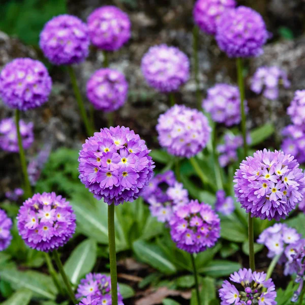 Alp Tepesinde Primula Denticulata Bahar Bahçesinde Çuha Çiçeği — Stok fotoğraf