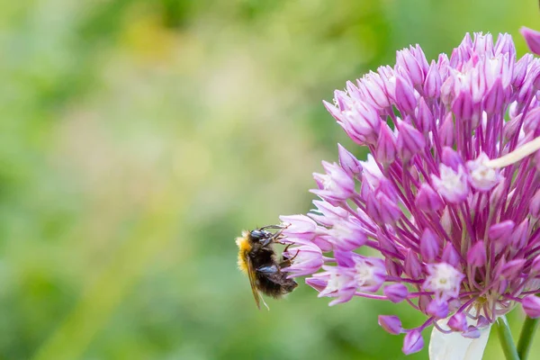 Allium Rotundum Garden Growing Bulbous Plants Garden Honey Plants Garden — Stock Photo, Image