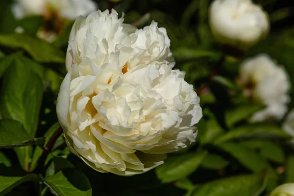 Blühende Pfingstrosen Garten — Stockfoto