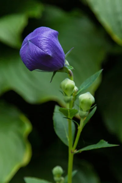普拉蒂科顿大花或气球花 紫色和蓝色的花朵的普拉蒂科顿在夏季花园 大蓝坎帕努拉特写 — 图库照片