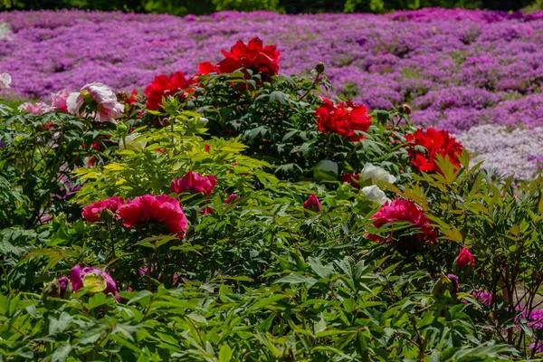 Цветущие Пионы Саду — стоковое фото