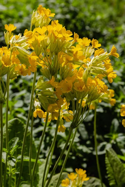 Bloeiende Primula Bloemen Lente Tuin — Stockfoto