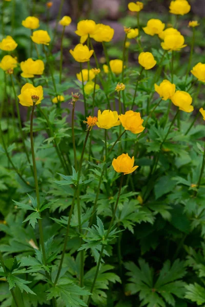 Globeflower Żółte Kwiaty Trollius Lub Globeflower Lat Trllius Rodzaj Wieloletnich — Zdjęcie stockowe