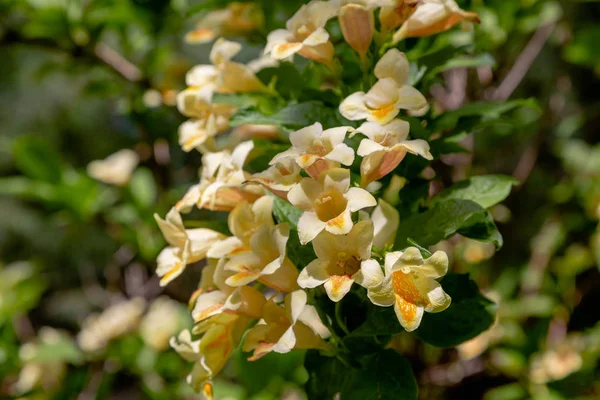 Flowers Weigela Florida Blooming Weigela Weigela Florida Spring Garden Sunny — Stock Photo, Image