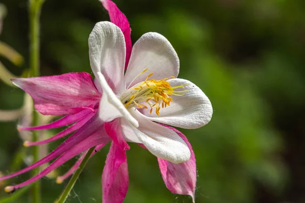 Aquilegia Coerulea Frühlingsgarten Blaue Blüten Der Aquilegia Naturnahen Hintergrund Pflanze — Stockfoto