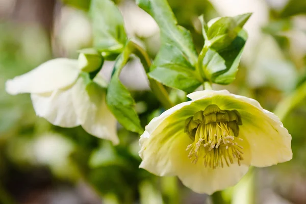 Hellebore Blooming Garden — Stock Photo, Image