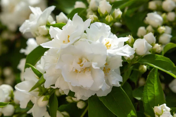 Fiori Bianchi Cipriano Cipresso Arbusti Fioriti Ornamentali Giardino — Foto Stock