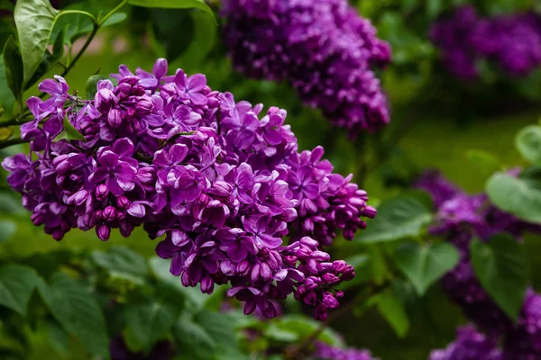 Ανθισμένη Πασχαλιά Syringa Στον Κήπο Όμορφη Μωβ Πασχαλιά Λουλούδια Φυσικό — Φωτογραφία Αρχείου