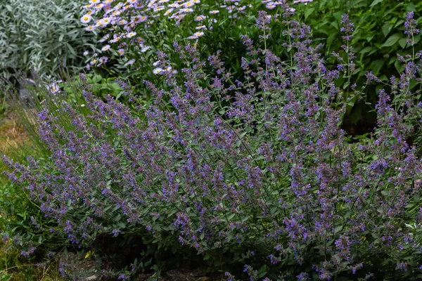 Nepetan Kukat Nepeta Cataria Luonnollisella Taustalla — kuvapankkivalokuva