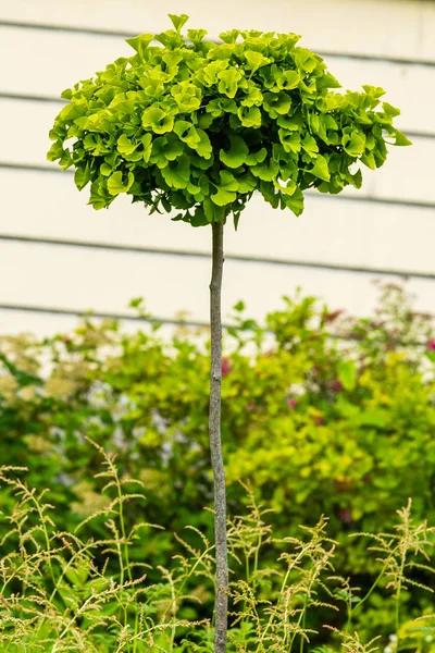 Młode Drzewo Ginkgo Biloba Ogrodzie Botanicznym Relict Ginkgo Biloba Drzewo — Zdjęcie stockowe