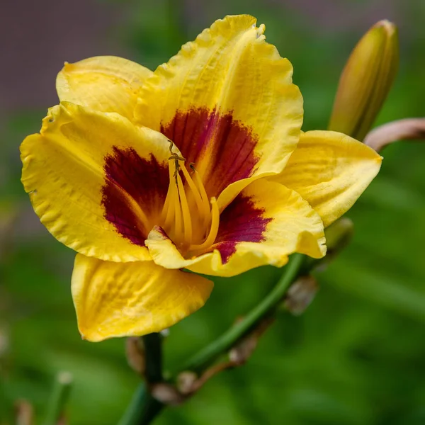 Цвітіння Лілій Саду Квітуча Гемералоли Літньому Саду Красиві Квіти Лілій — стокове фото