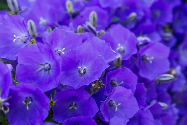 Campanula Patula Распространённый Колокольчик Является Растительным Видом Рода Campanula Нежный — стоковое фото