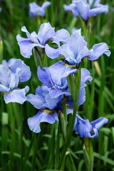 Sibirya Iris Çiçekleri Iris Sibirica Bahçede Yeşil Bir Arka Plan — Stok fotoğraf