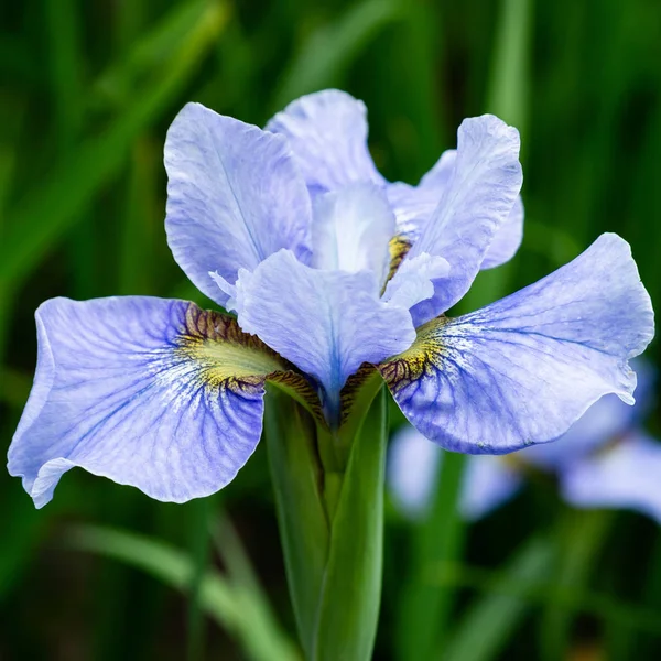 Siberische Iris Bloemen Iris Sibirica Een Groene Achtergrond Tuin — Stockfoto