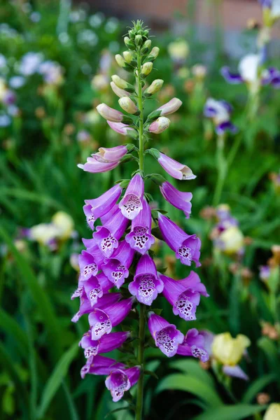 Kwiat Digitalis Purpera Foxglove Ogrodzie Digitalis Digitalis Jest Powszechną Rośliną — Zdjęcie stockowe