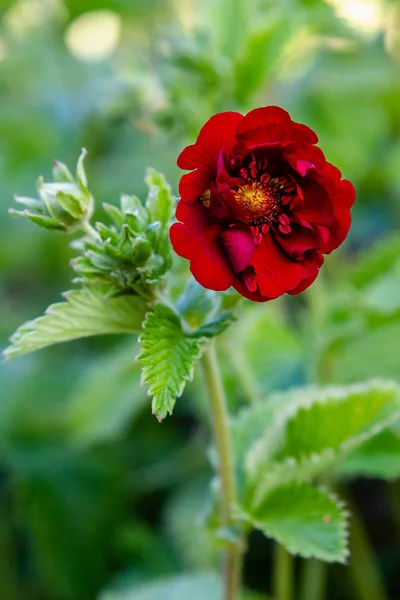 Potentilla Atrosanguinea Garden Red Flower Potentilla Cultivation Medicinal Plants Garden — Stock Photo, Image