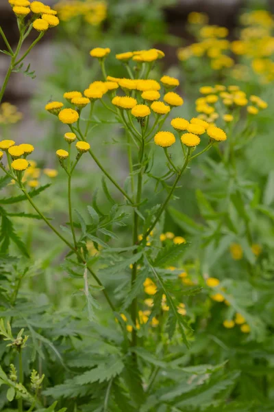 Gele Bloem Van Tanacetum Vulgare Natuurlijke Achtergrond Medicinale Planten Tuin — Stockfoto