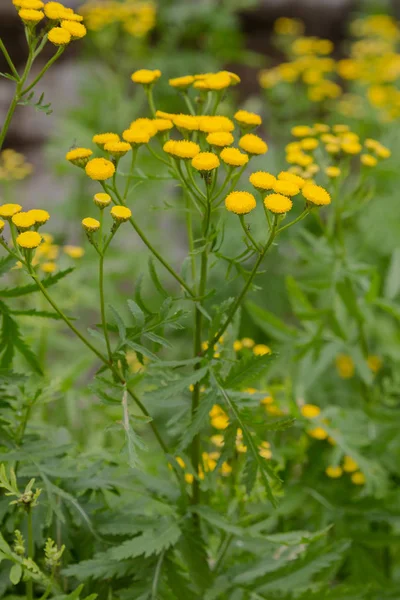 Fleur Jaune Tanacetum Vulgare Fond Naturel Plantes Médicinales Dans Jardin — Photo