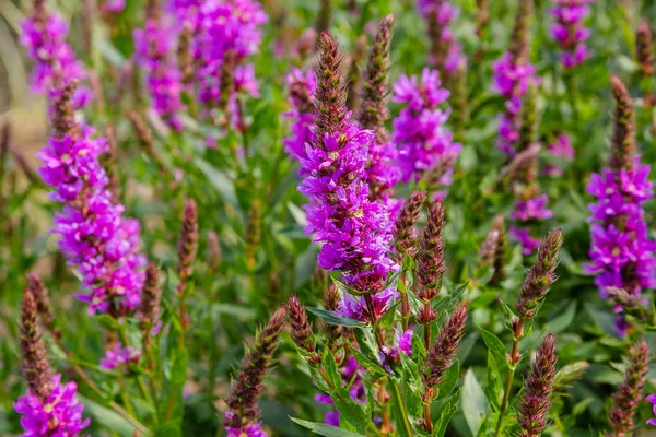 Purple Flowers Lythrum Salicaria Natural Background — Stock Photo, Image