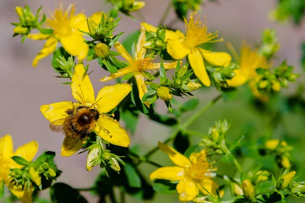 Bumblebee on yellow flowers of St. John's wort. Hypericum perforatum, also known as St John's wort, is a flowering plant species of the genus Hypericum and a medicinal herb