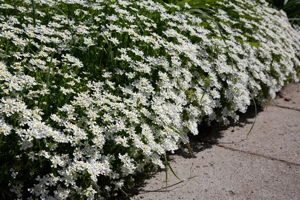 Ιβηρική Είναι Στο Πέτρινο Κήπο Floral Φόντο Λευκά Λουλούδια Εγκαταστάσεις — Φωτογραφία Αρχείου