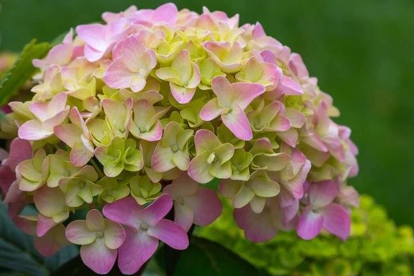 绣球花盛开 水球花布什与容器中的观赏植物 — 图库照片