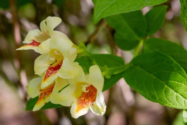 Flowers Weigela Florida Blooming Weigela Weigela Florida Spring Garden Sunny — Stock Photo, Image