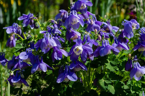 Aquilegia Donuculea Jarní Zahradě Modré Květiny Aquilegia Pozadí Přírodověrnice Rostlina — Stock fotografie