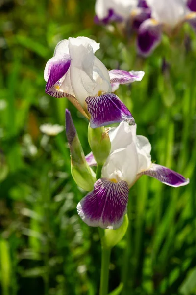 Xiphium Nel Giardino Estivo Xiphium Pianta Bulbosa Perenne — Foto Stock