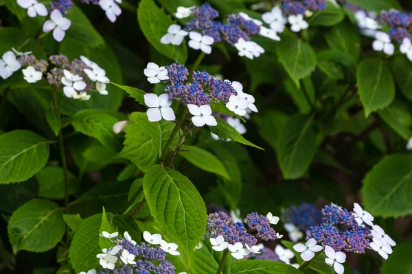 Hortensia Lat Gydrangea Serrata Pleine Fleur Dans Jardin Été Arbustes — Photo