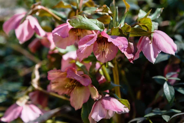 Hellebore Bahçede Çiçek Açıyor — Stok fotoğraf