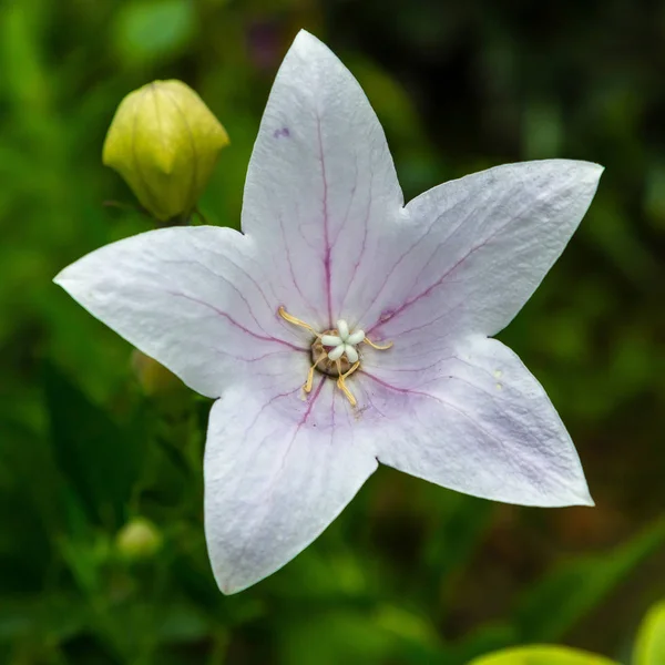 Platycodon Grandiflorust Vagy Léggömb Virág Lila Kék Virágai Platycodon Nyári — Stock Fotó