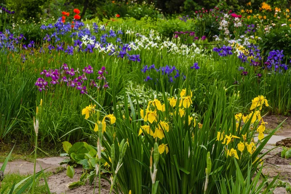 Sibiřské Iris Květy Iris Sibirica Zeleném Pozadí Zahradě — Stock fotografie
