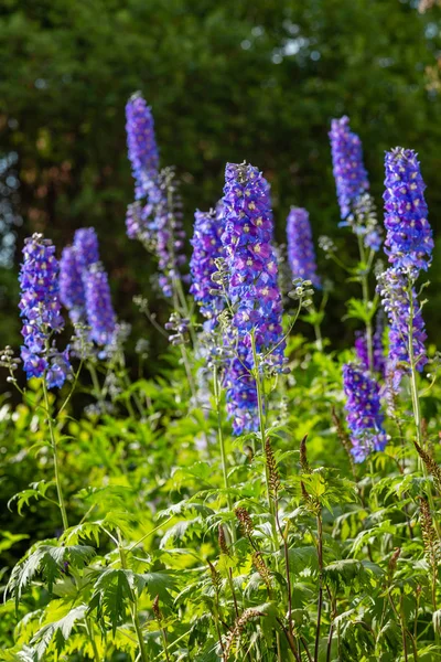 Prachtige Delphinium Bloeien Tuin — Stockfoto